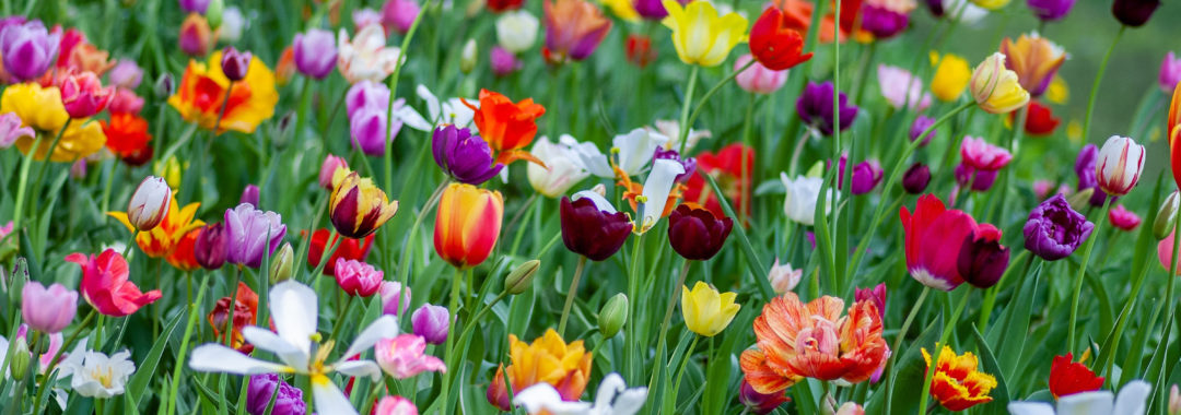 Flores por primavera: plantas para dar color a tu jardín - Viveros O  Piñeiro, el mejor garden de Galicia