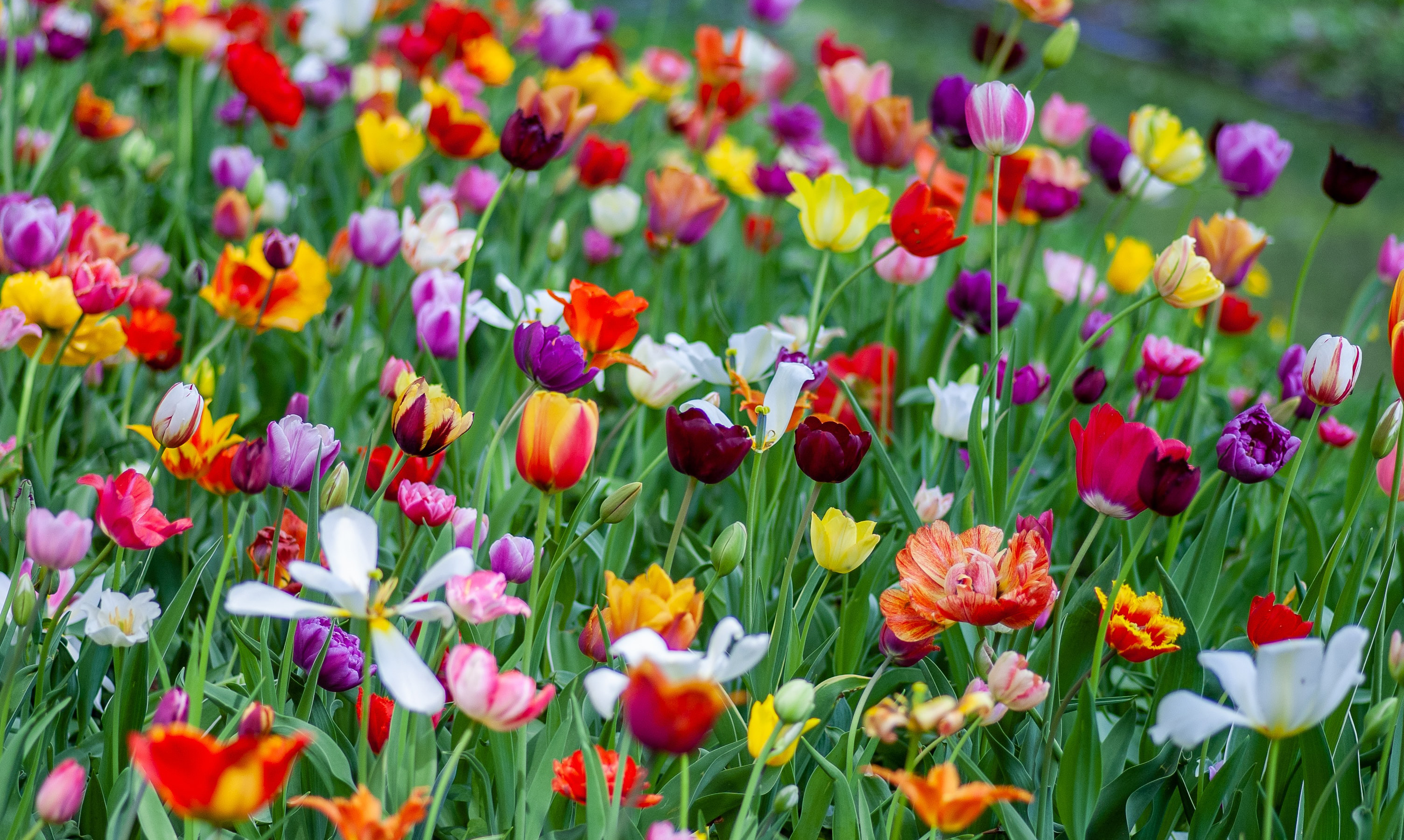 Flores por primavera: plantas para dar color a tu jardín - Viveros O  Piñeiro, el mejor garden de Galicia